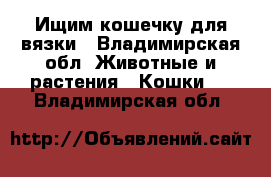 Ищим кошечку для вязки - Владимирская обл. Животные и растения » Кошки   . Владимирская обл.